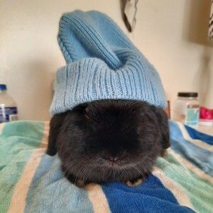 Meet your Posher, Lucie